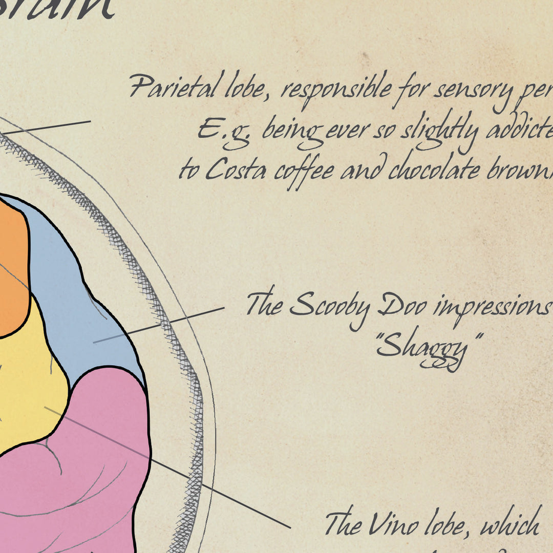 Personality Brain Anatomy Print