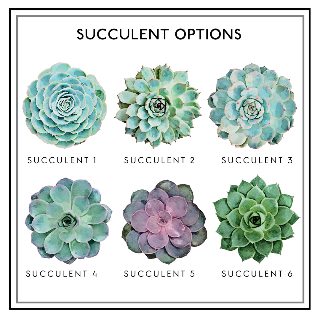 A selection of six illustrated succulent designs labeled as "Succulent Options," each uniquely shaped and colored.