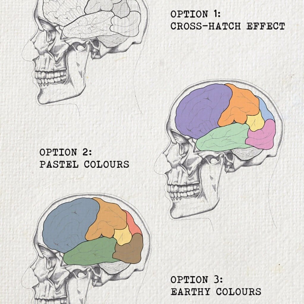 Personality Brain Anatomy Print  Print - Betsy Benn
